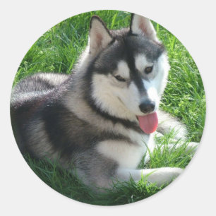 Rond Sticker Sibérien Husky Chien