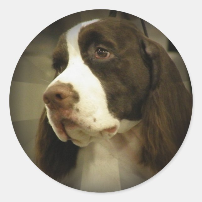 Rond Sticker Springer Spaniel (Devant)