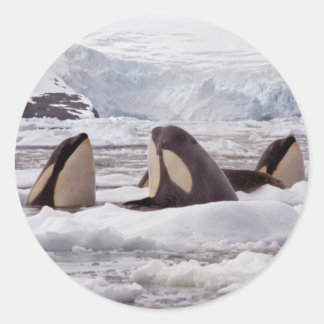 Rond Sticker Spyhoping Orques