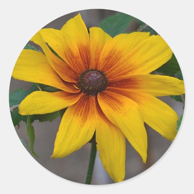 Rond Sticker Susan aux yeux noirs (Devant)