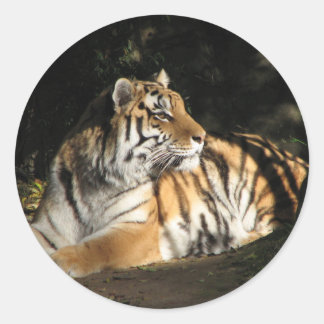 Rond Sticker Tiger