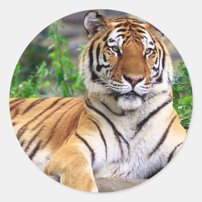 Rond Sticker Tiger (Devant)