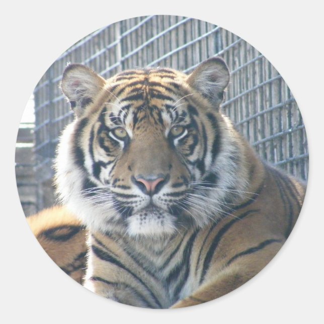 Rond Sticker Tiger (Devant)