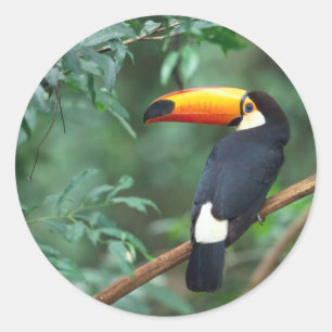 Rond Sticker Toucan