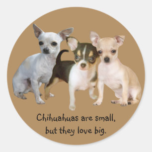 Rond Sticker trio de Chihuahua