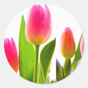Rond Sticker Tulip