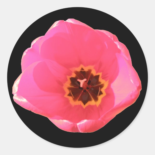 Rond Sticker Tulip Rose (Devant)