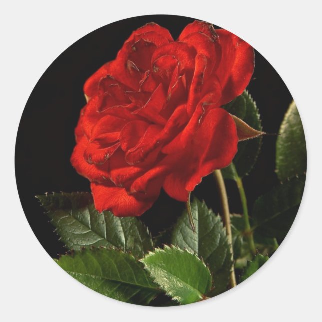 Rond Sticker : Une beauté d'un Rose (Devant)