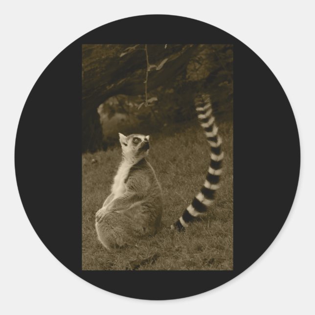Rond Sticker vertical Tail Lemur Valencia Tint (Devant)