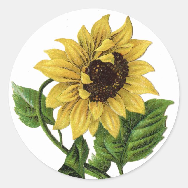 Rond Sticker vintage à fleurs de tournesol jaune (Devant)