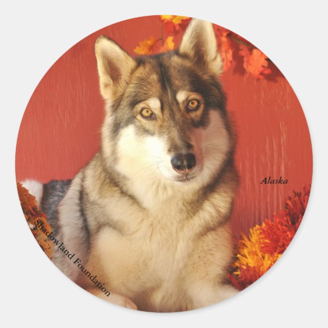 Rond Sticker Wolf Fall (Devant)