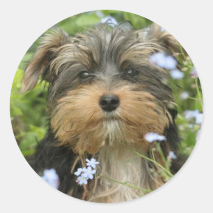 Rond Sticker York Terrier