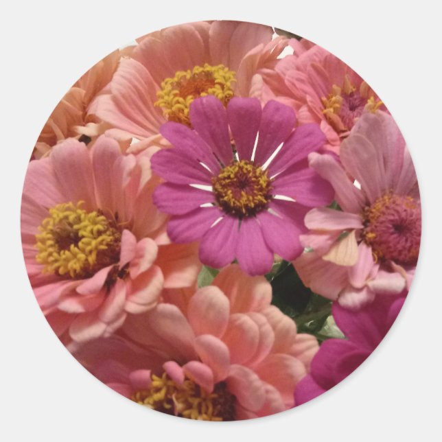 Rond Sticker Zinnias Rose (Devant)