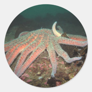 Rond Sunflower Sea Star - Sticker