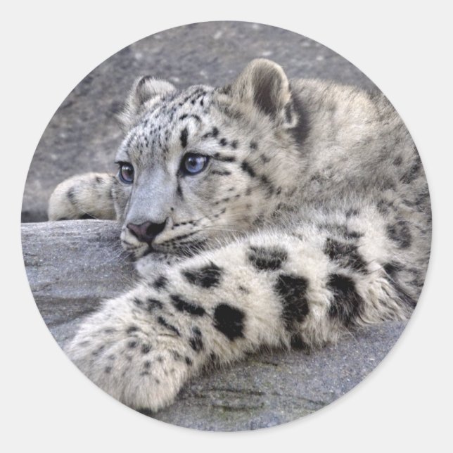 Rond Tous les Sticker Joués (Devant)