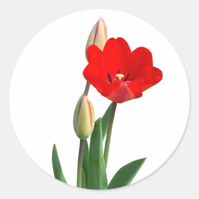 Rond Tulips Classic Round Sticker (Devant)