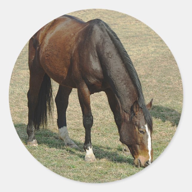 Rond Un cheval - Sticker (Devant)