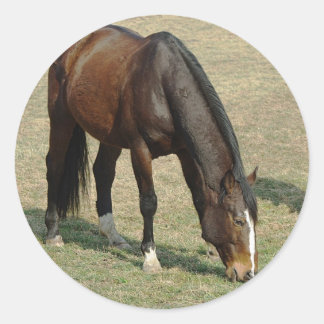 Rond Un cheval - Sticker