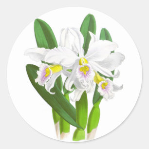 Rond Vintage White Orchid Flower_GC - Sticker