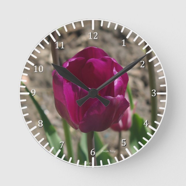 Ronde Horloge de Tulipe pourpre (Recto)