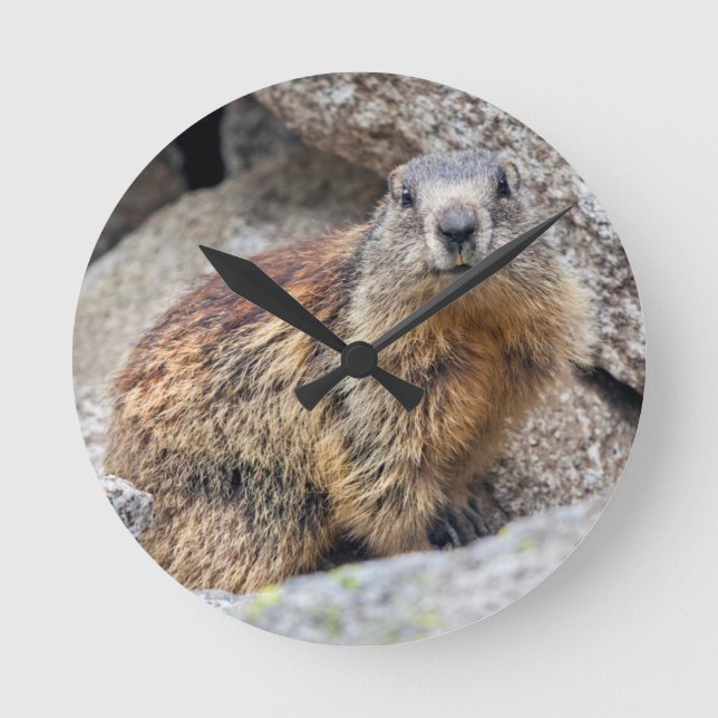 Ronde Horloge Marmotte Alpine (Recto)