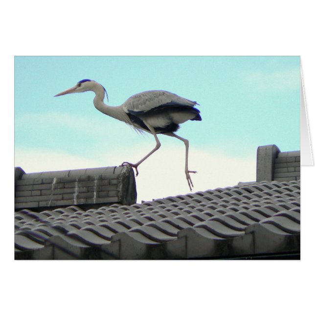 Roof Runner (Devant horizontal)