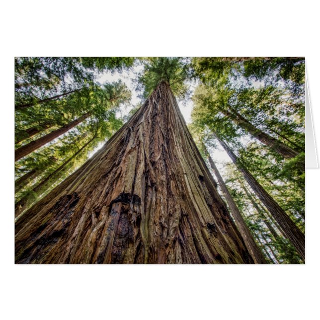 Roosevelt Grove (Devant horizontal)