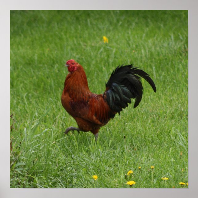 Rooster 1 - poster (Devant)