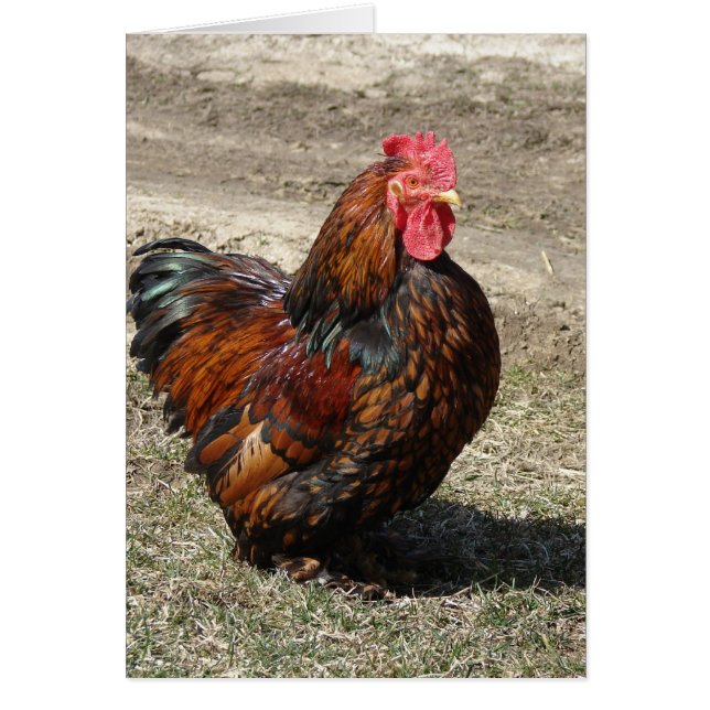 Rooster Gold Laced Bantam Cochin (Devant)