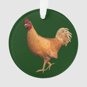 Rooster orange coloré