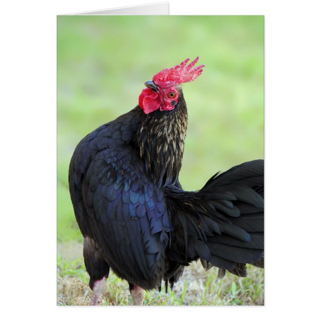 Rooster Portrait (Devant)