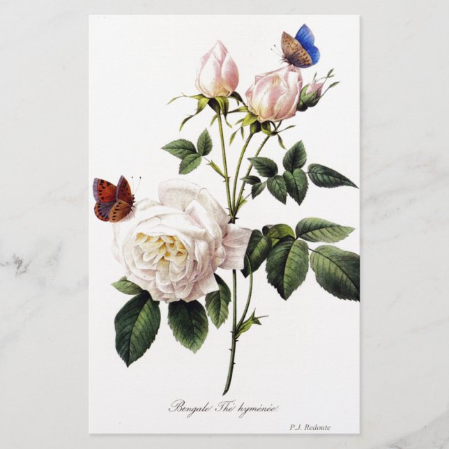 Rosa Bengale - Pierre Joseph Redouté. (Devant)