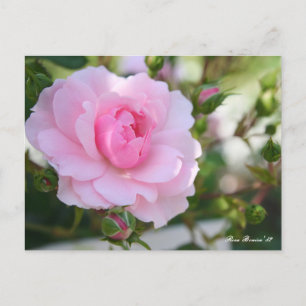 Rosa Bonica '82 : Carte postale