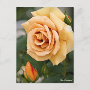 Rosa Butterscotch : Carte postale
