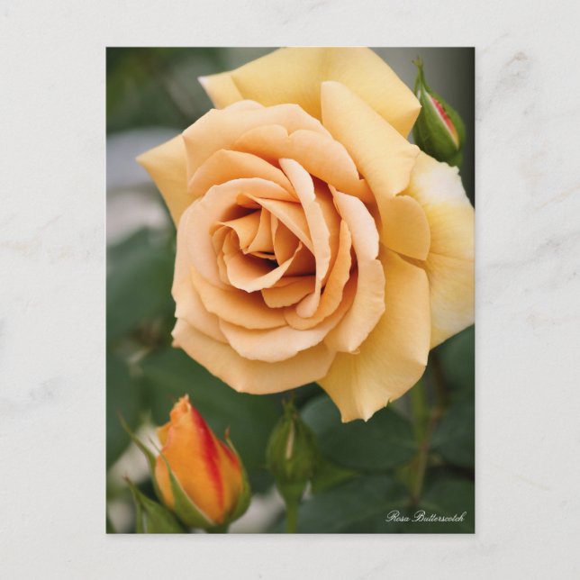 Rosa Butterscotch : Carte postale (Devant)