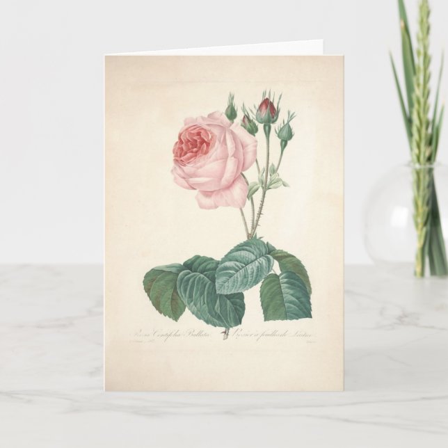 Rosa Centifolia Bullata par la carte de sympathie (Devant)