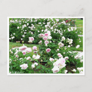 Rosa Clotilde Soupert : Carte postale