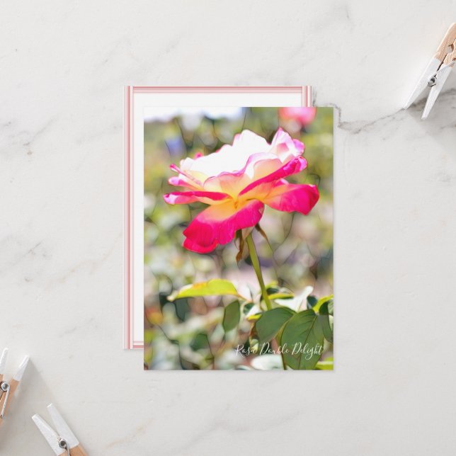 Rosa Double Delight: Flat Card (Devant/Arrière en situation)