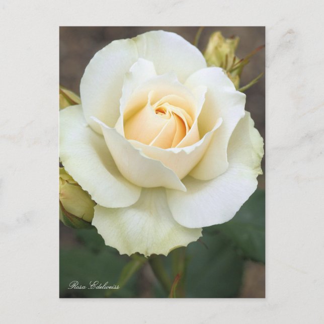 Rosa Edelweiss : Carte postale (Devant)