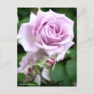 Rosa Escalade Lune Bleue : Carte postale