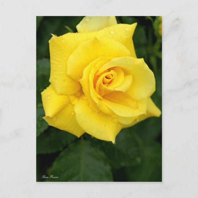 Rosa Friesia : Carte postale (Devant)