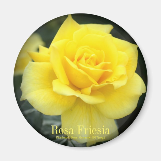 Rosa Friesia：Round Magnet (Devant)