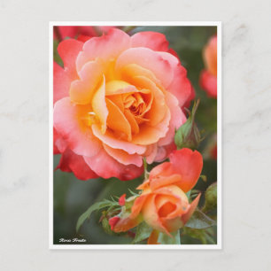 Rosa Fruite : Carte postale