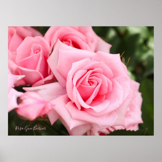 Rosa Gene Boerner [Papier affiche de valeur] (Devant)