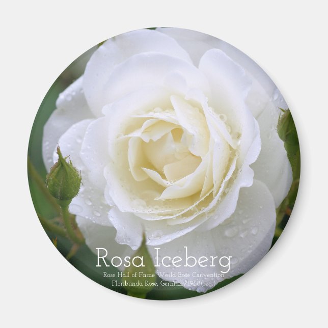 Rosa Iceberg：Round Magnet (Devant)