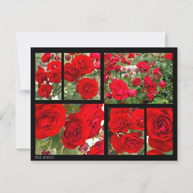 Rosa Lavaglut (Devant)