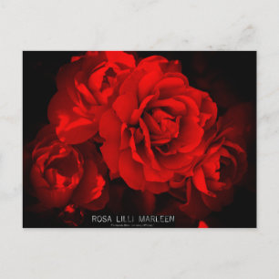 Rosa Lilli Marleen : Carte postale