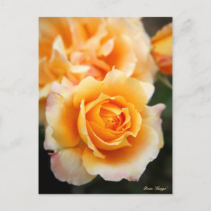 Rosa "Manyo" : Carte postale