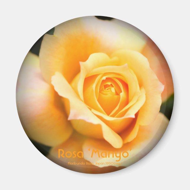 Rosa ‘Manyo’：Round Magnet (Devant)