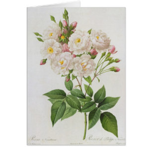 Rosa Noisettiana, roses de from'Les